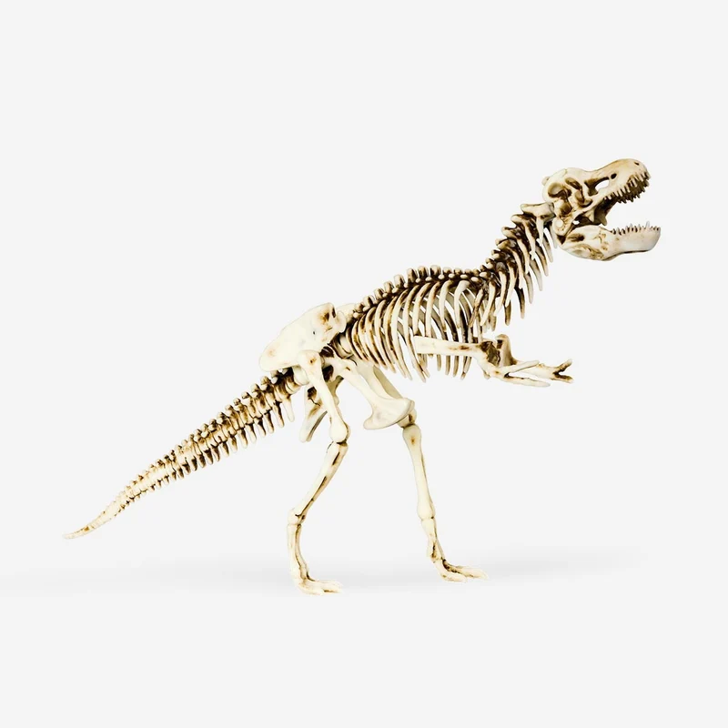 Skeleton set