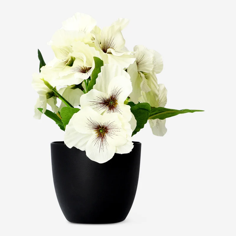 Decorative plant with white flowers - 20 cm