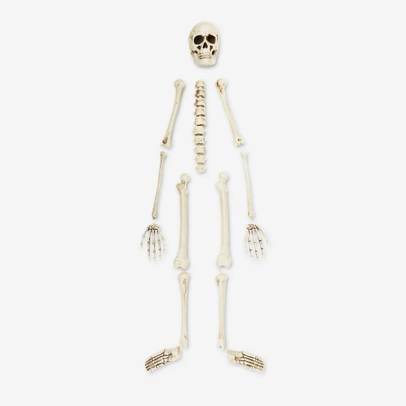 Skeleton bone set
