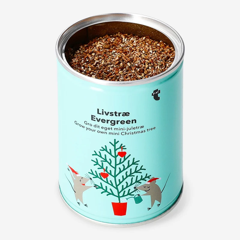 Grow your own Christmas tree