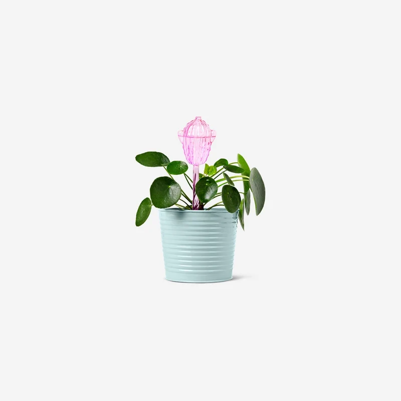 Pink cactus watering spike